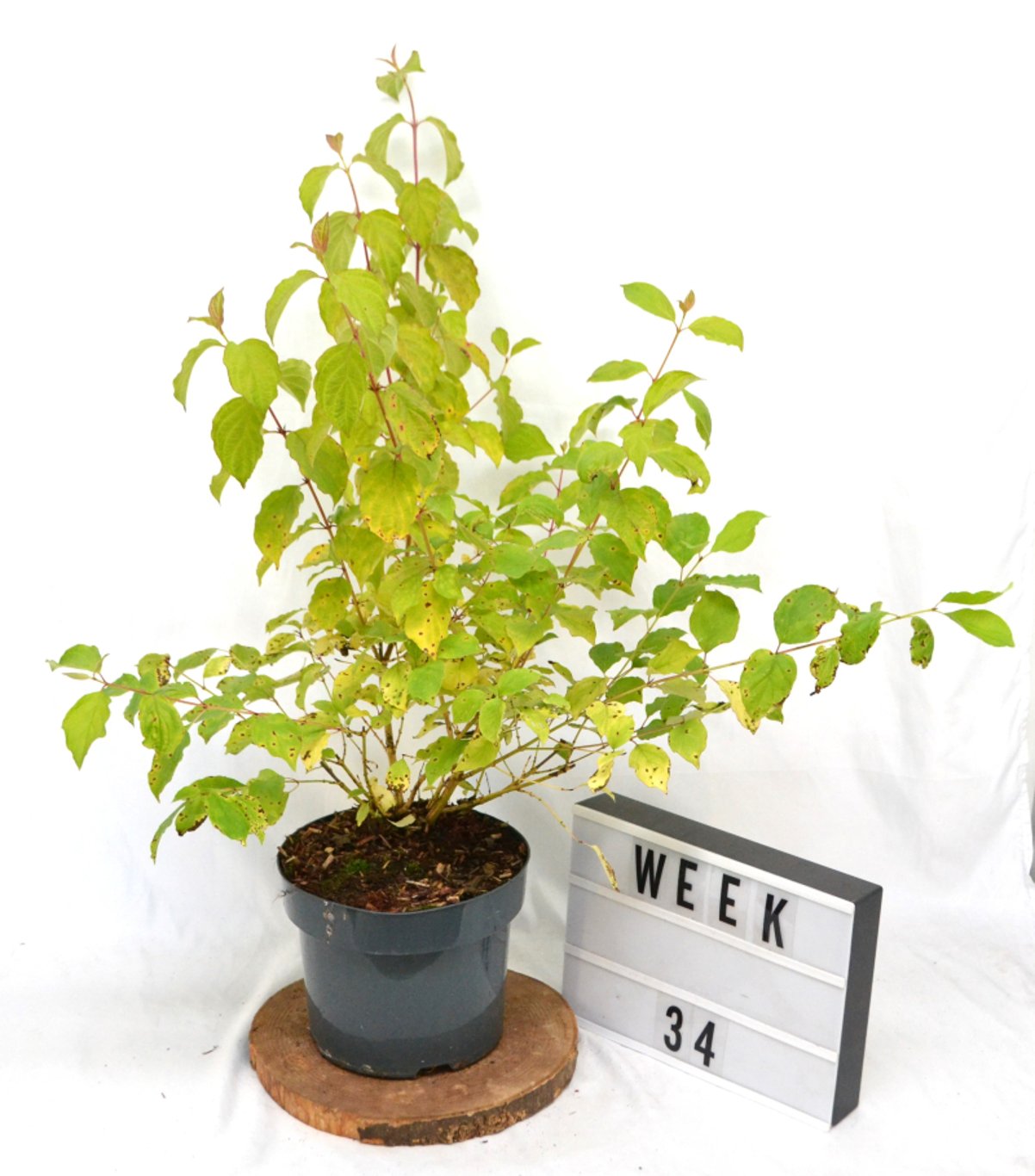 Cornus sang. 'Winter Beauty' - C5 40-50 CM